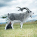 Wildcrete Feral Goat